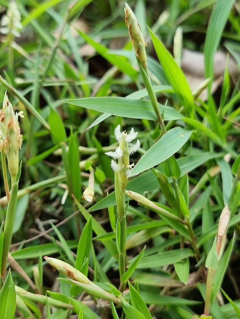Seashore Centipede Grass
