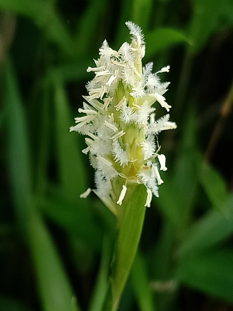 Seashore Centipede Grass photo 3