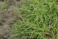 Ribbed Murainagrass