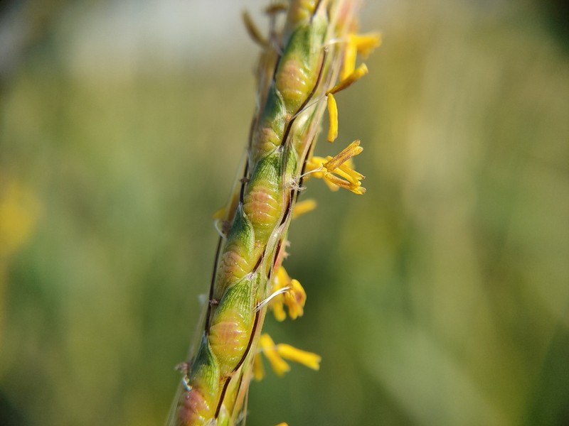 Ribbed Murainagrass photo 2