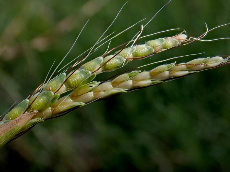 Ribbed Murainagrass photo 3