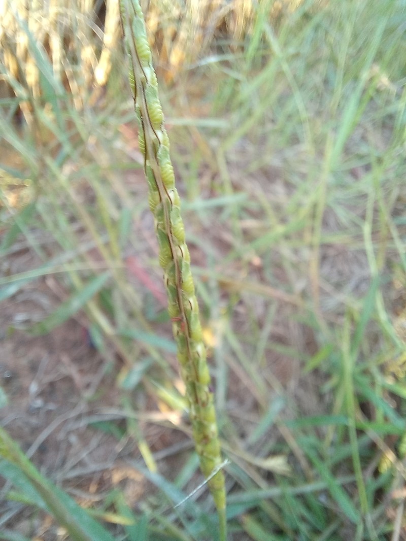 Ribbed Murainagrass photo 4