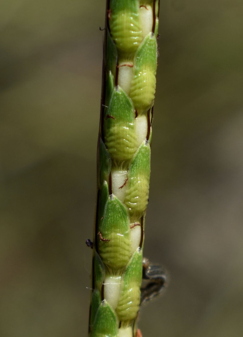 Ribbed Murainagrass photo 5