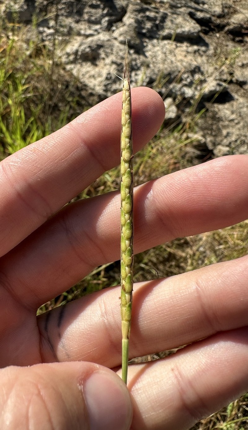 Ribbed Murainagrass photo 6