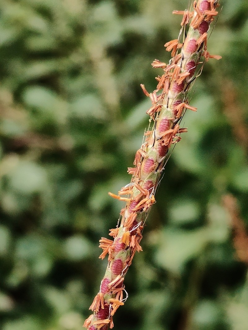 Ribbed Murainagrass photo 7