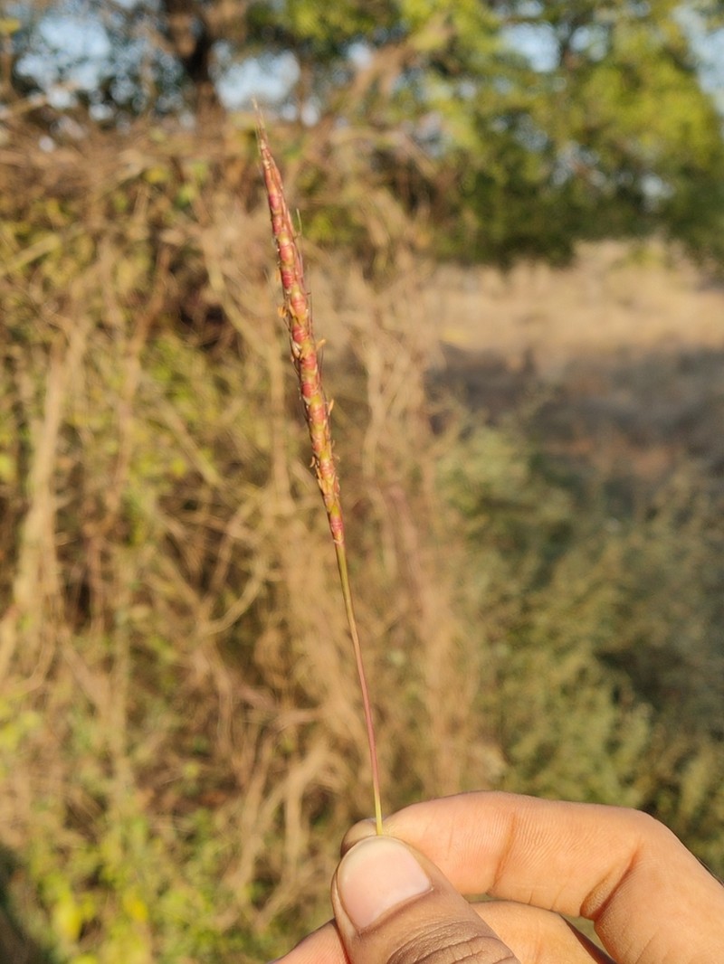 Ribbed Murainagrass photo 8
