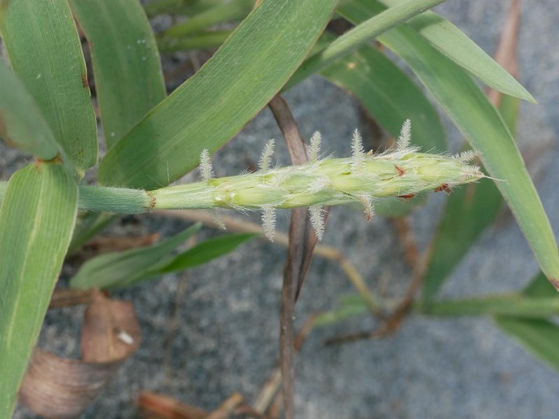 Stalkleaf Murainagrass photo 2