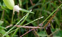 Stalkleaf Murainagrass