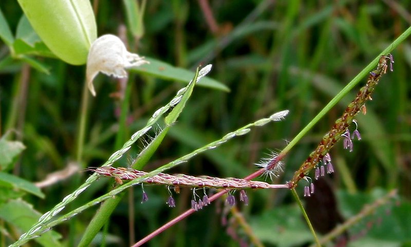 Stalkleaf Murainagrass