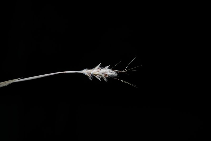 Stalkleaf Murainagrass photo 3