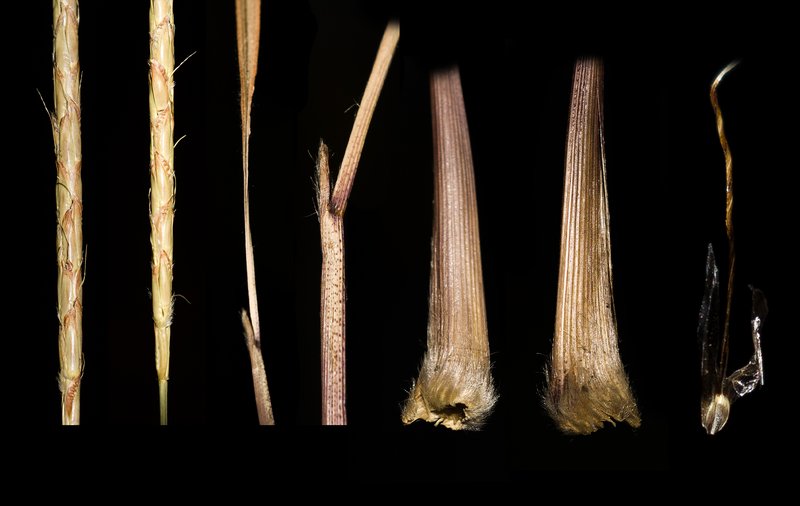 Stalkleaf Murainagrass photo 4