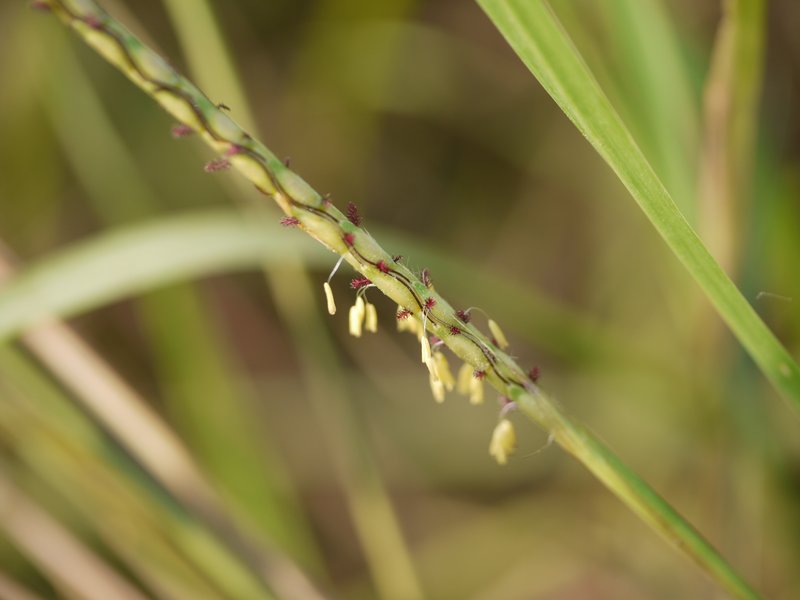 Stalkleaf Murainagrass photo 5