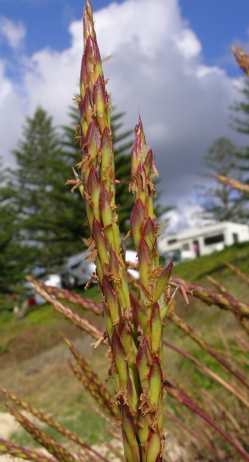Stalkleaf Murainagrass photo 6