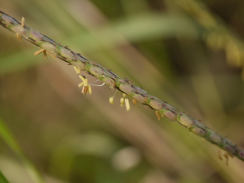 Stalkleaf Murainagrass photo 7