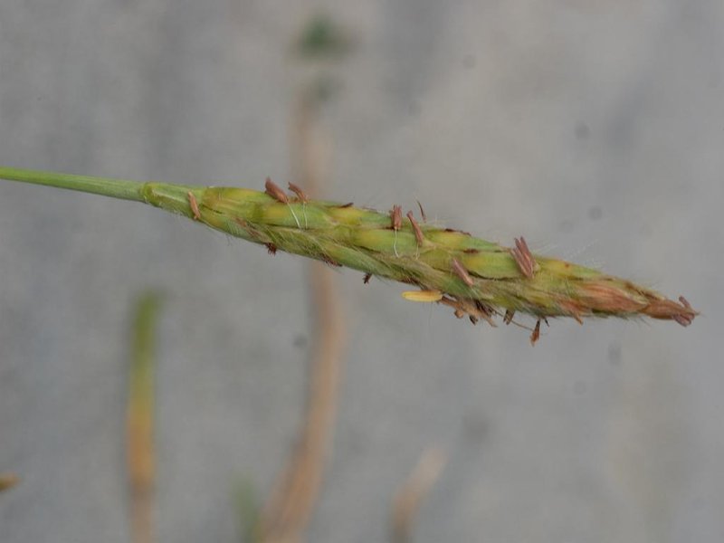 Stalkleaf Murainagrass photo 8