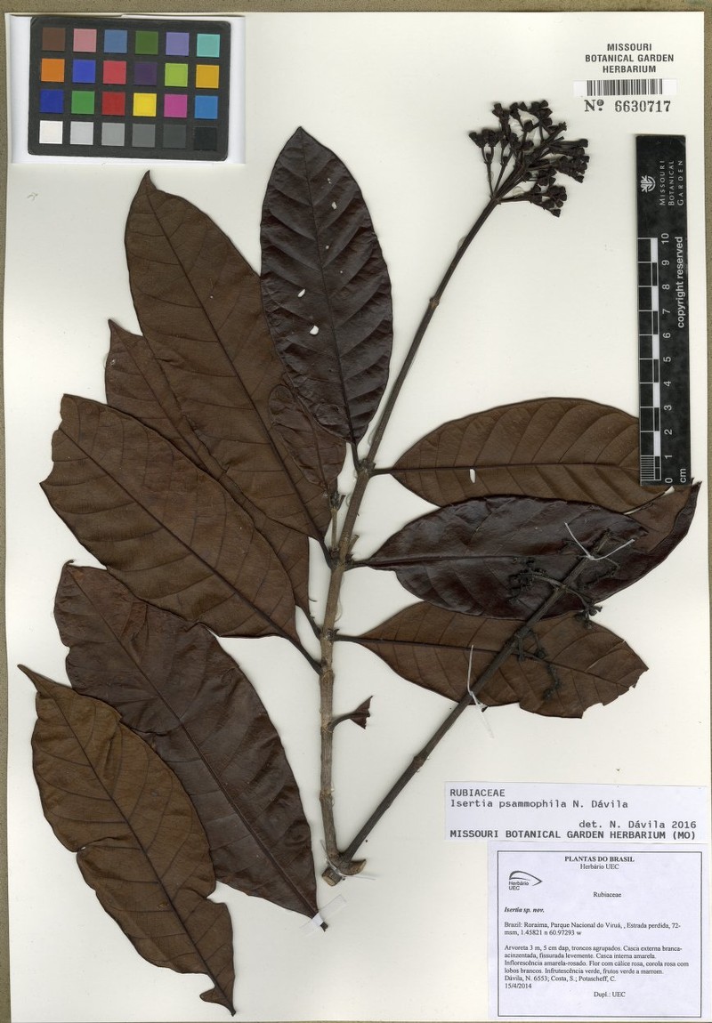 Isertia psammophila