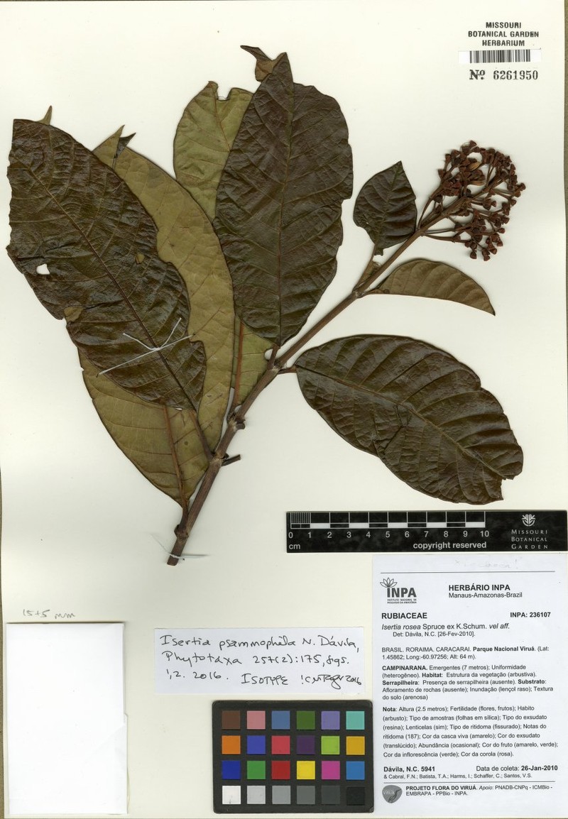 Isertia psammophila photo 2