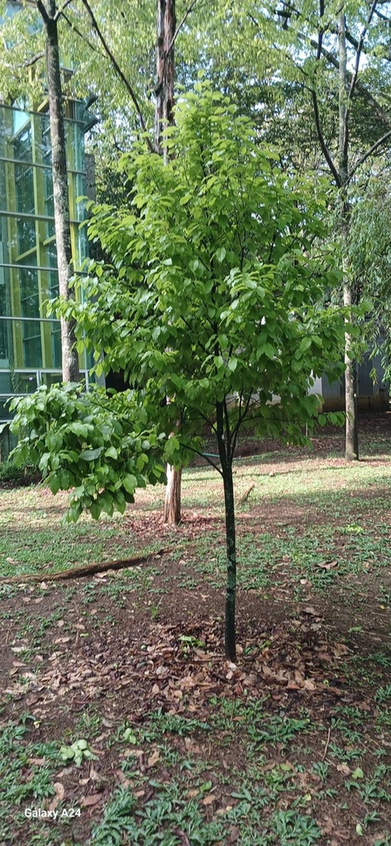 Isidodendron tripterocarpum