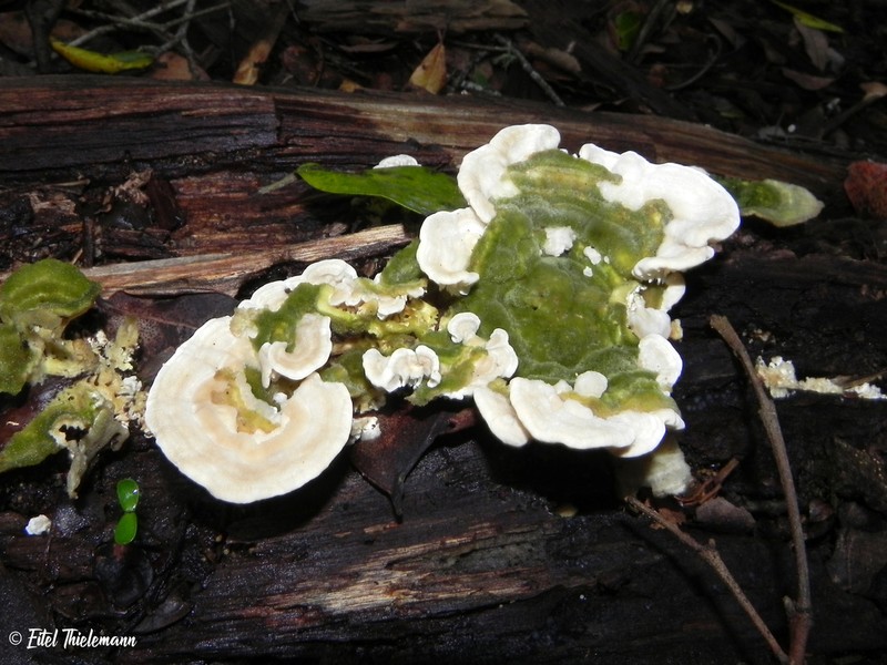 Isidodendron tripterocarpum photo 2