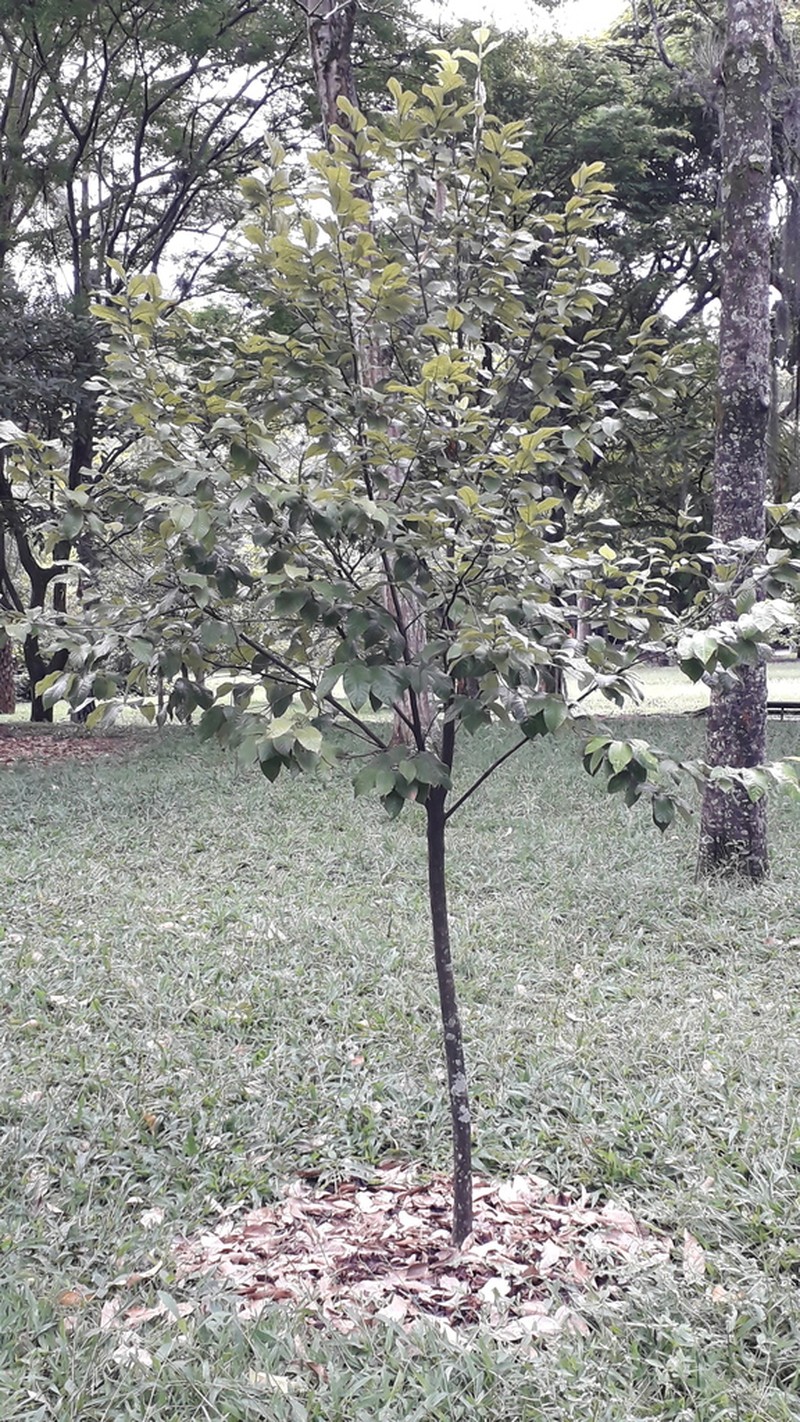 Isidodendron tripterocarpum photo 3