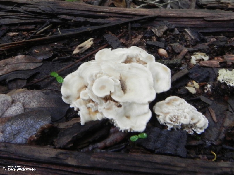 Isidodendron tripterocarpum photo 5