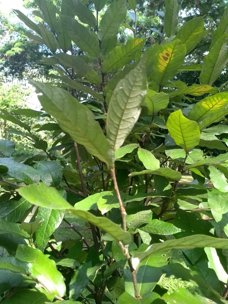 Isidodendron tripterocarpum photo 6