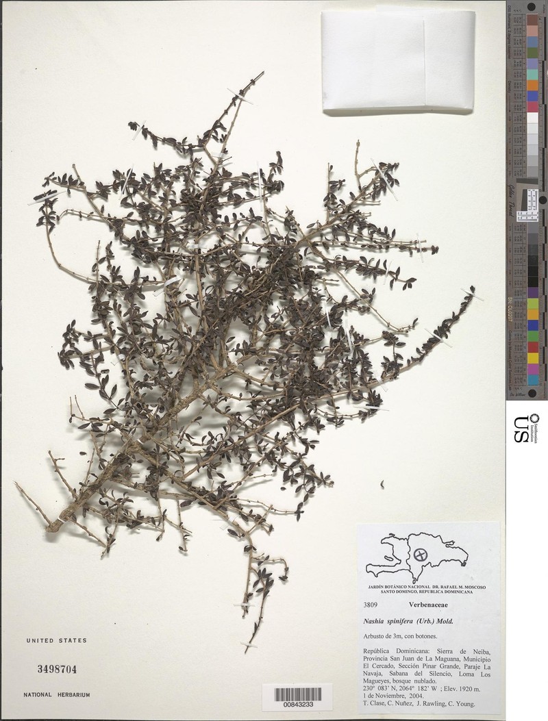 Isidroa spinifera