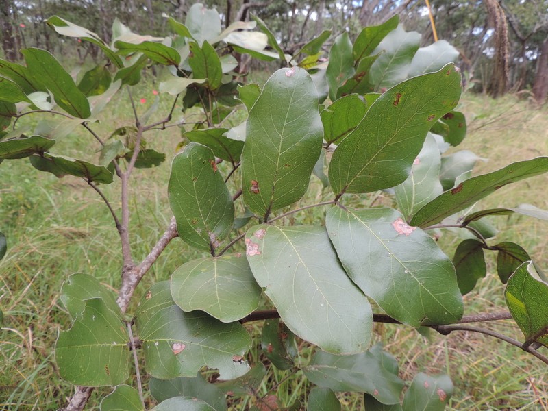 Isoberlinia angolensis photo 2