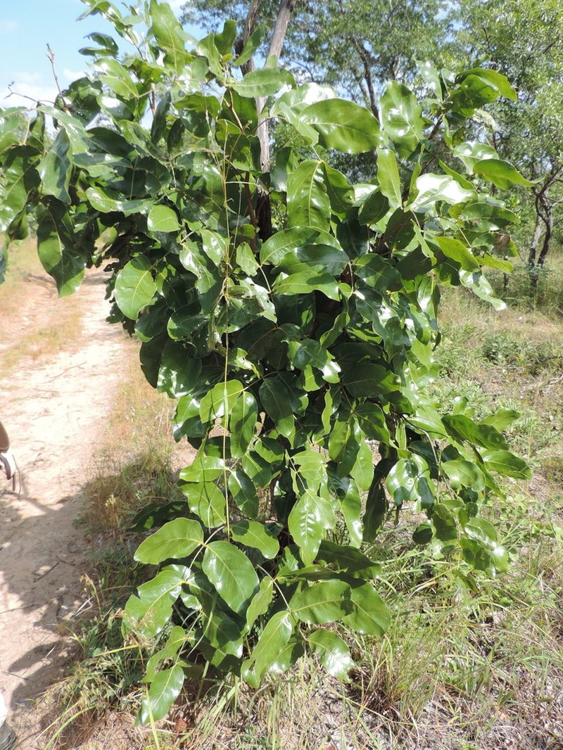 Isoberlinia angolensis photo 3