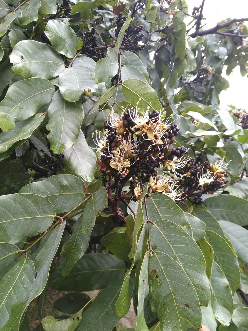 Isoberlinia angolensis photo 4