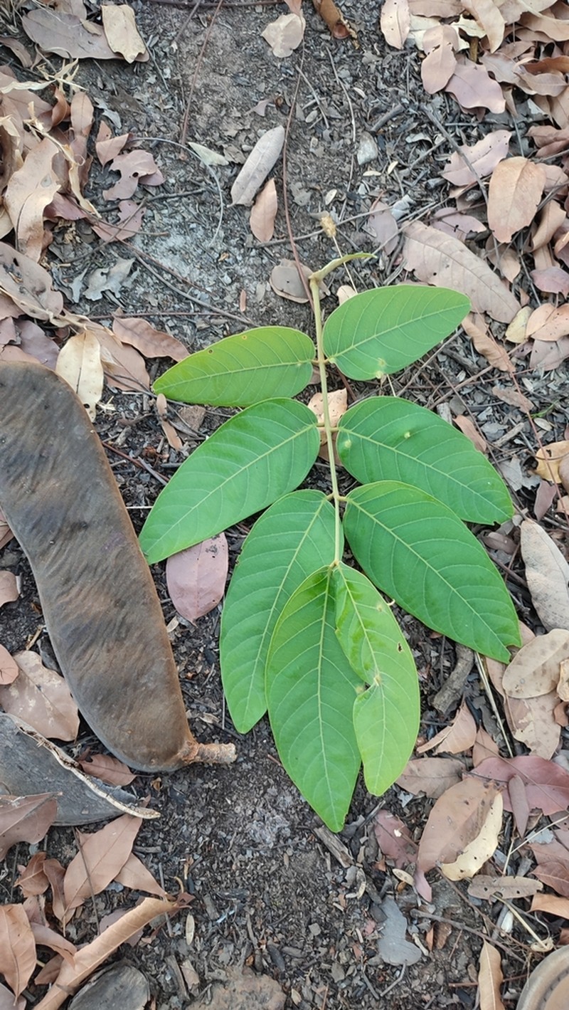 Isoberlinia angolensis photo 5