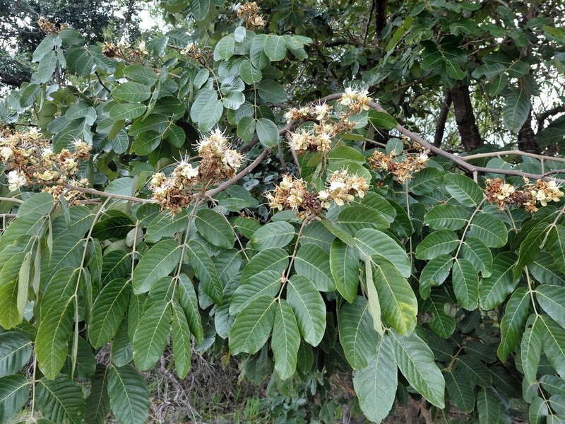 Isoberlinia angolensis photo 8