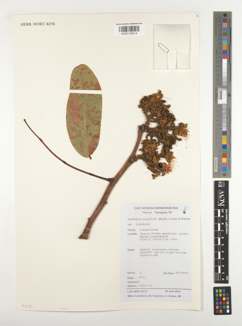 Isoberlinia angolensis var. angolensis