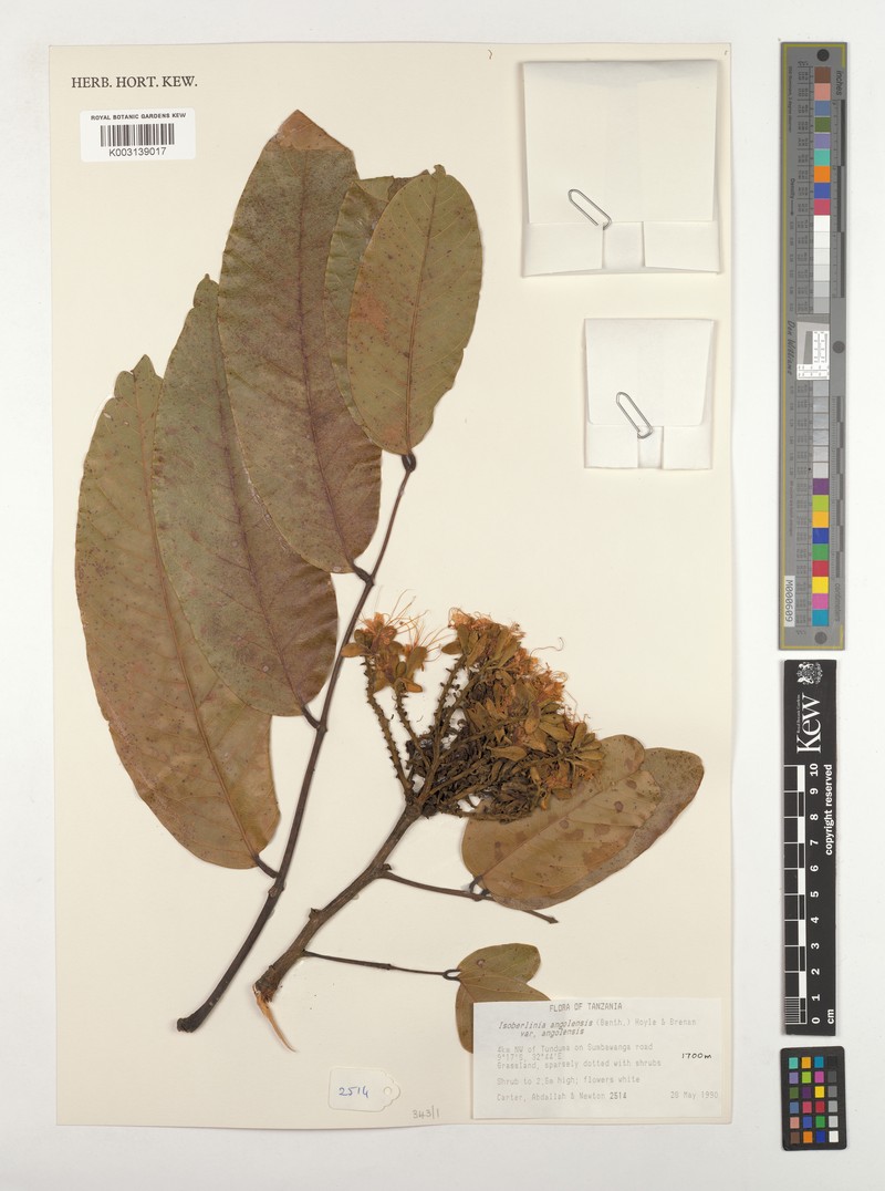 Isoberlinia angolensis var. angolensis photo 2