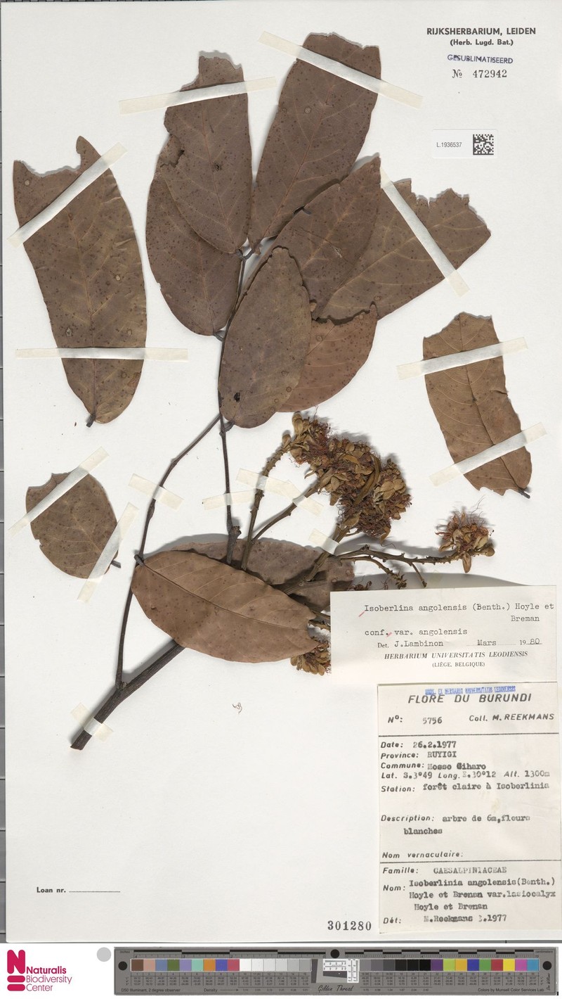 Isoberlinia angolensis var. angolensis photo 3