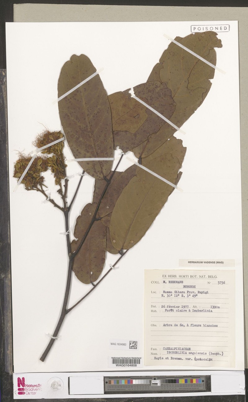 Isoberlinia angolensis var. angolensis photo 4