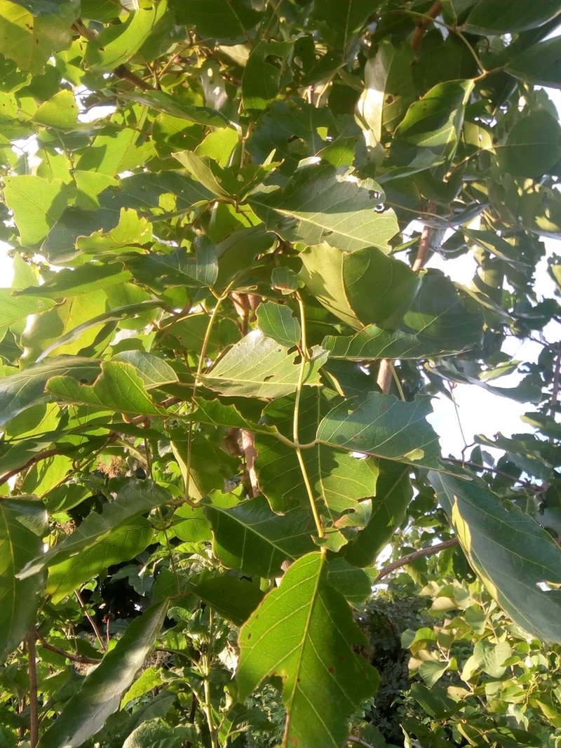 Isoberlinia tomentosa
