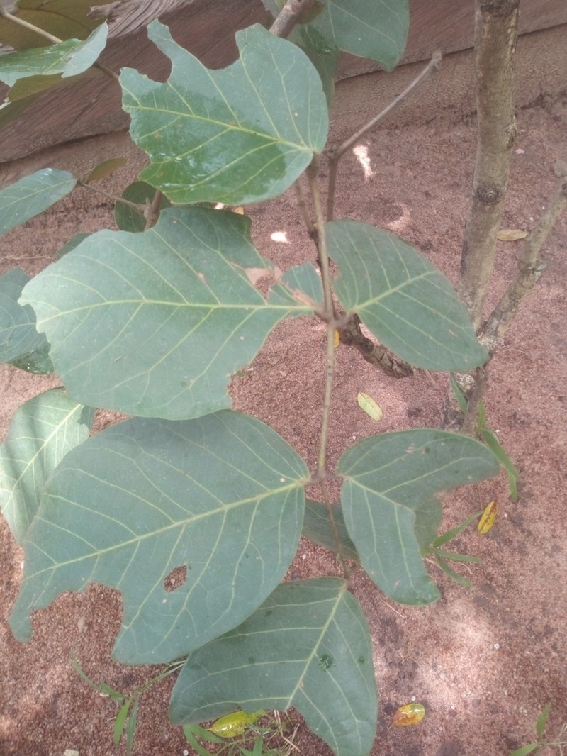 Isoberlinia tomentosa photo 3