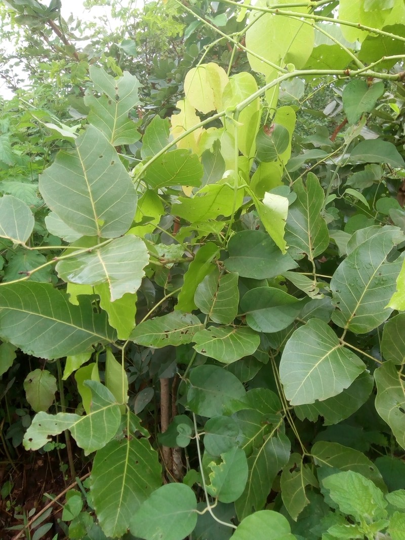 Isoberlinia tomentosa photo 4