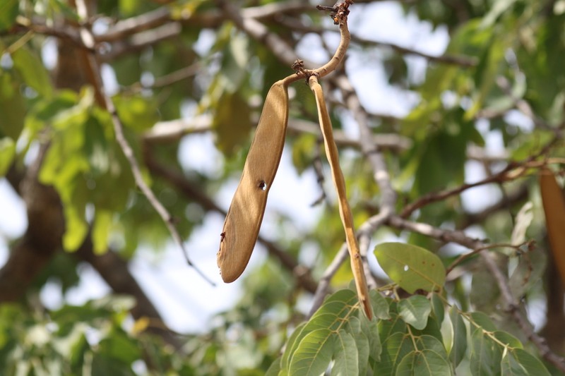 Isoberlinia tomentosa photo 5