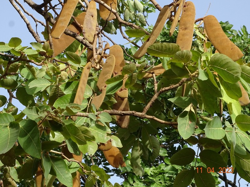 Isoberlinia tomentosa photo 6