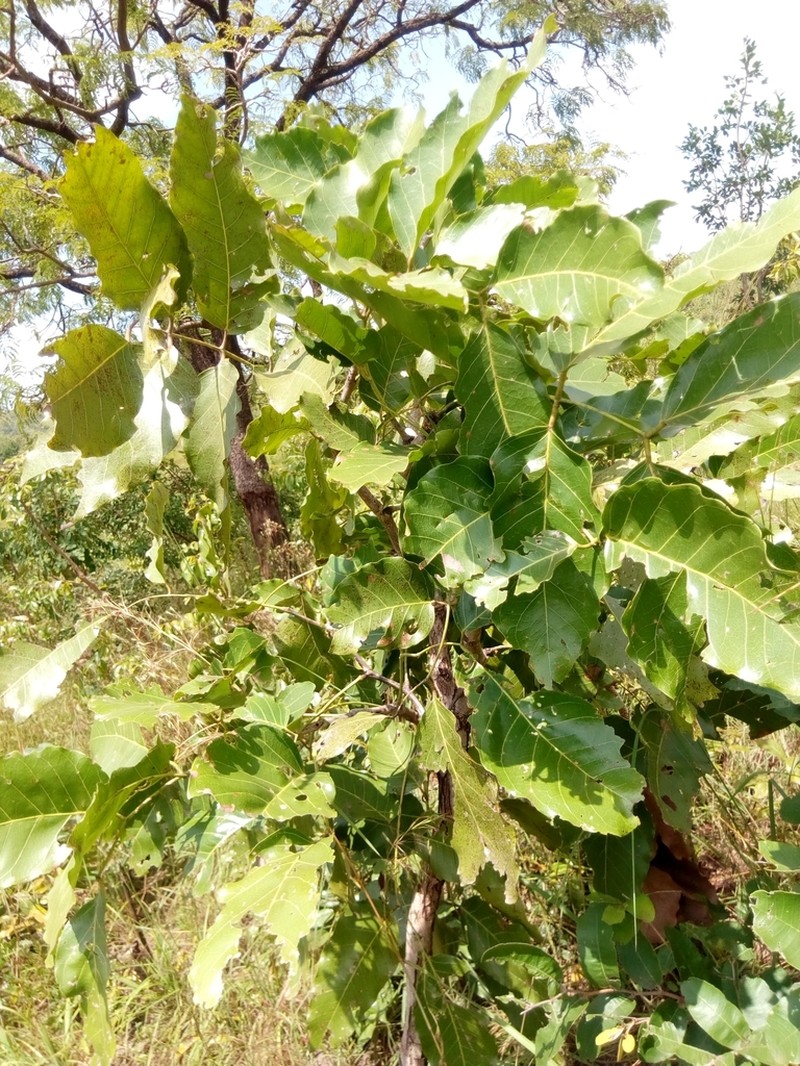 Isoberlinia tomentosa photo 7