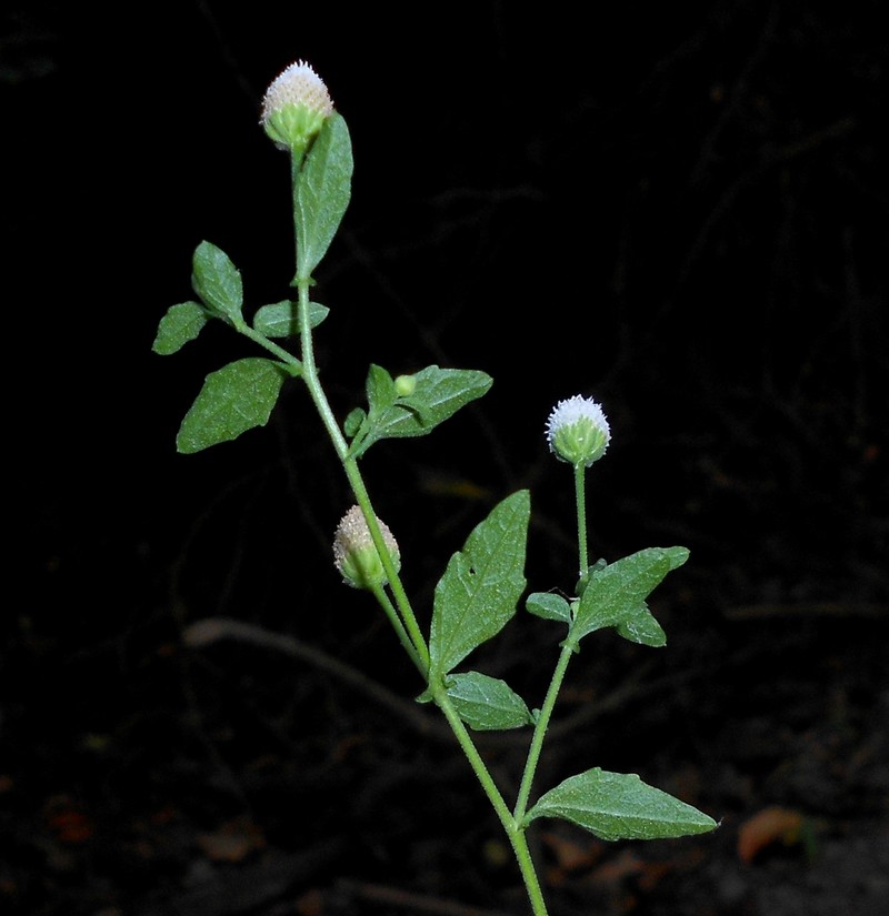 Isocarpha atriplicifolia