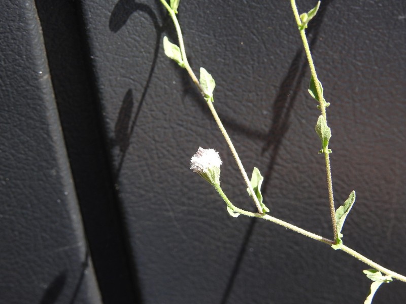 Isocarpha atriplicifolia photo 2