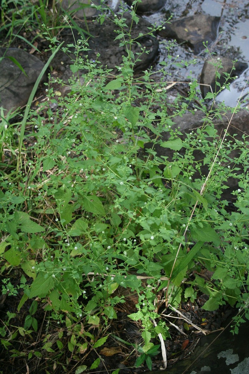 Isocarpha atriplicifolia photo 3