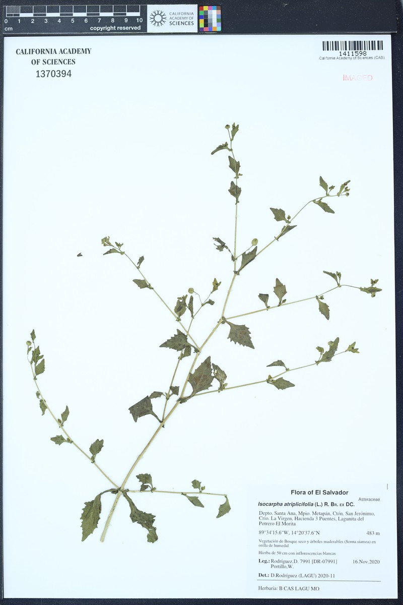 Isocarpha atriplicifolia photo 4