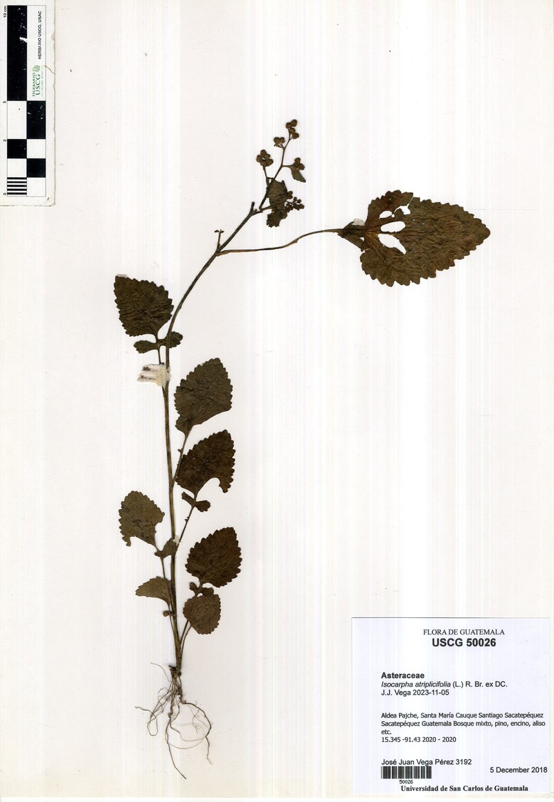 Isocarpha atriplicifolia photo 5