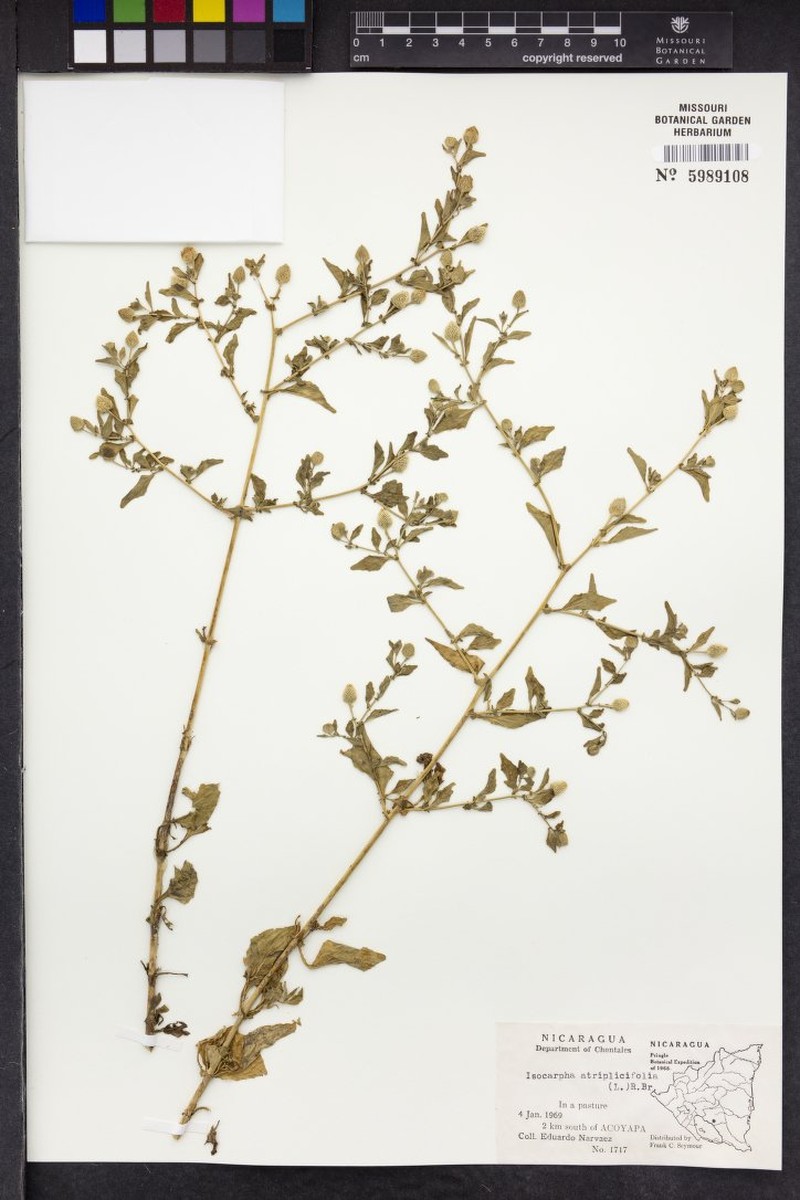 Isocarpha atriplicifolia var. atriplicifolia
