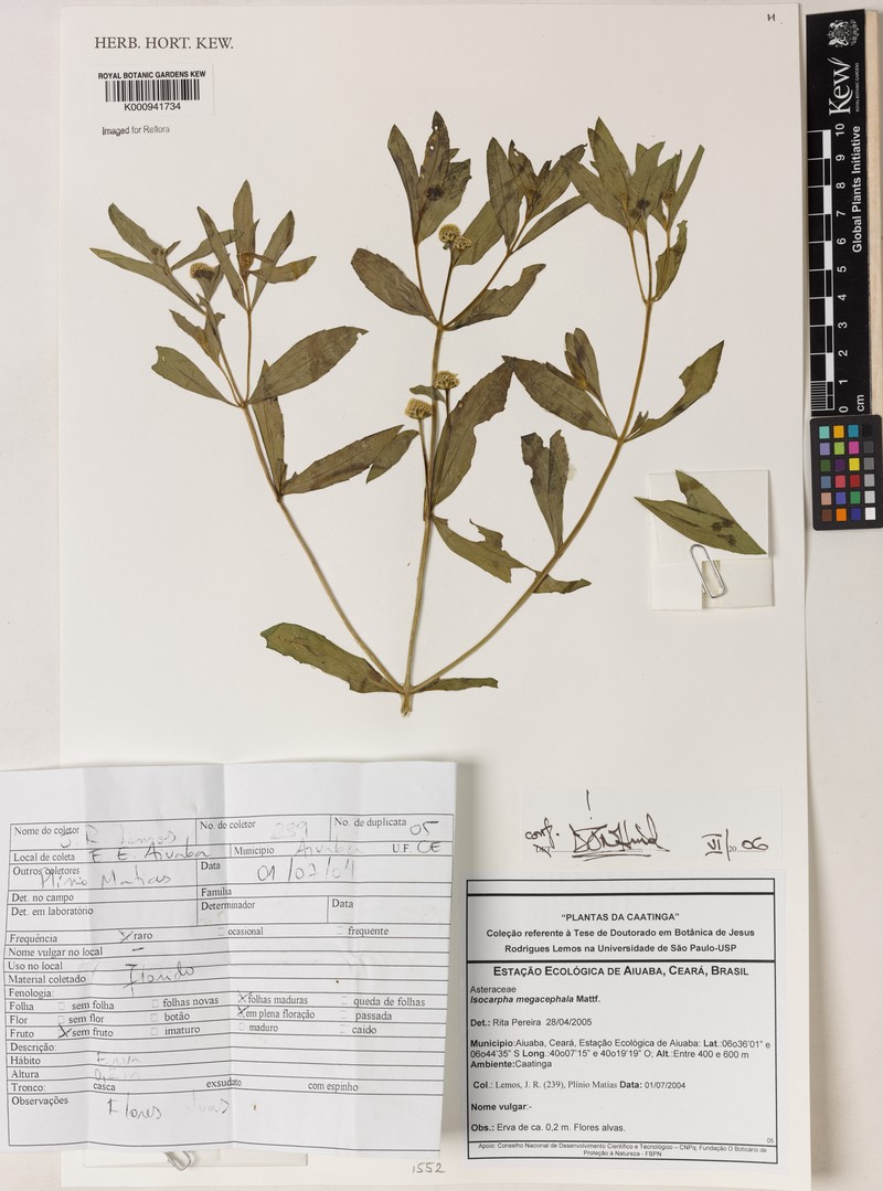 Isocarpha megacephala