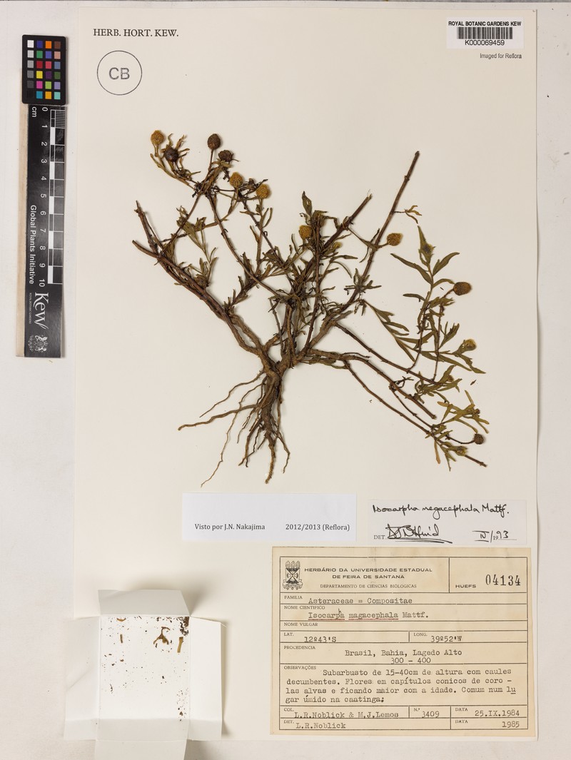 Isocarpha megacephala photo 2